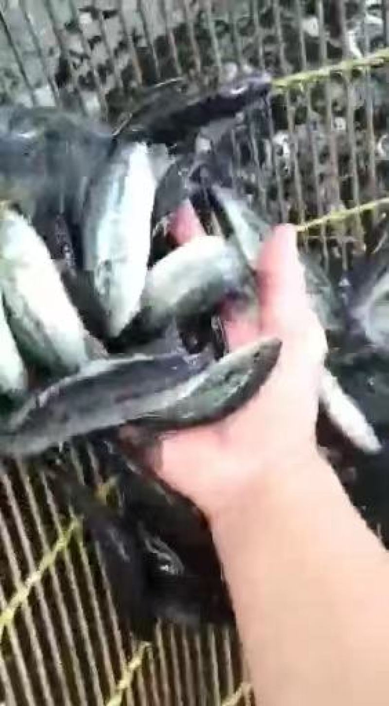 芦鱼苗，加州芦鱼苗
