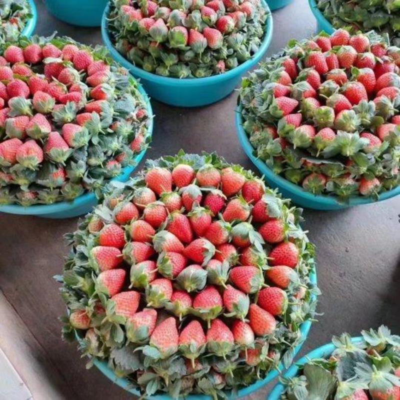 云南奶油草莓