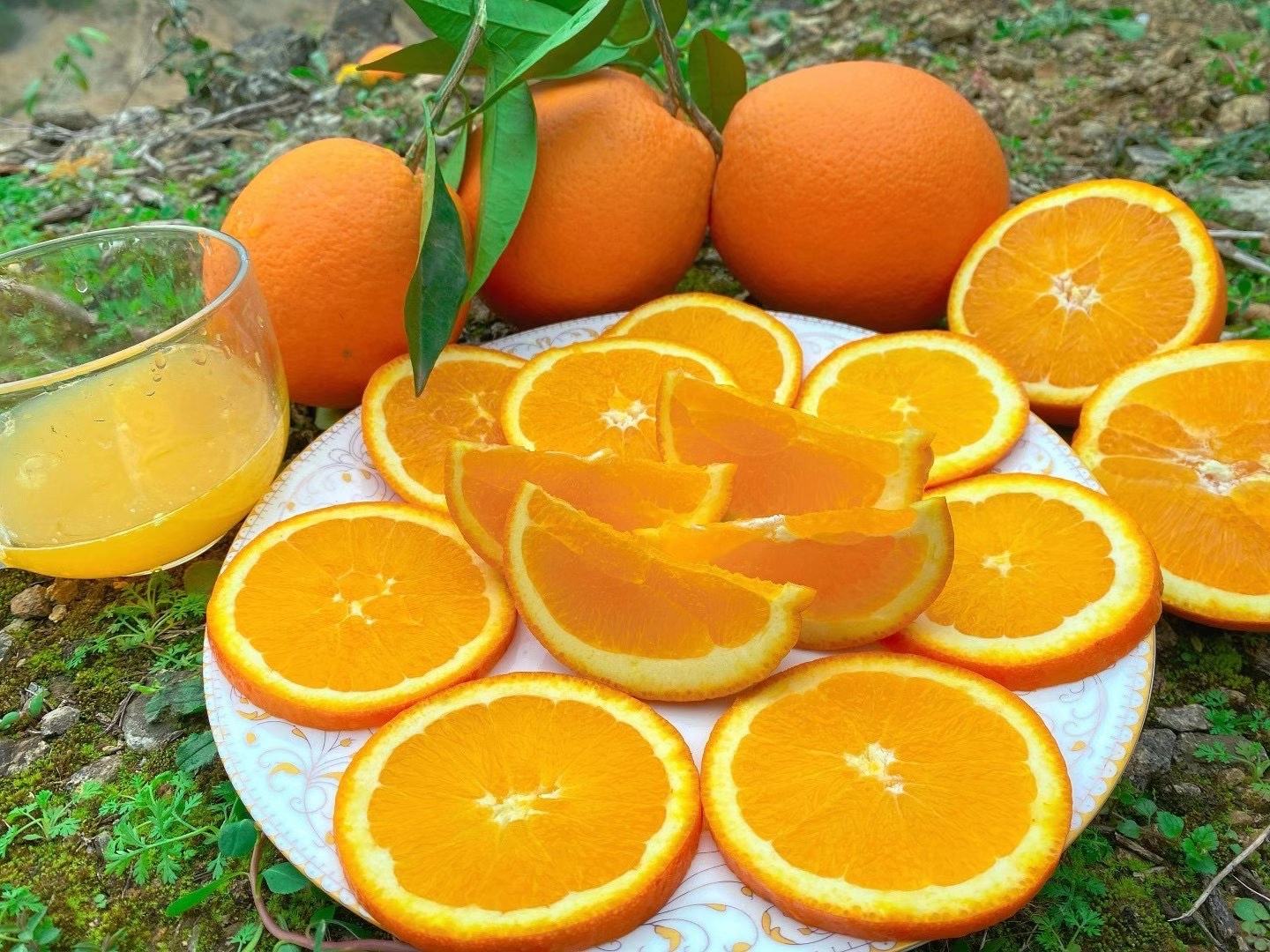 奉节脐橙特写图