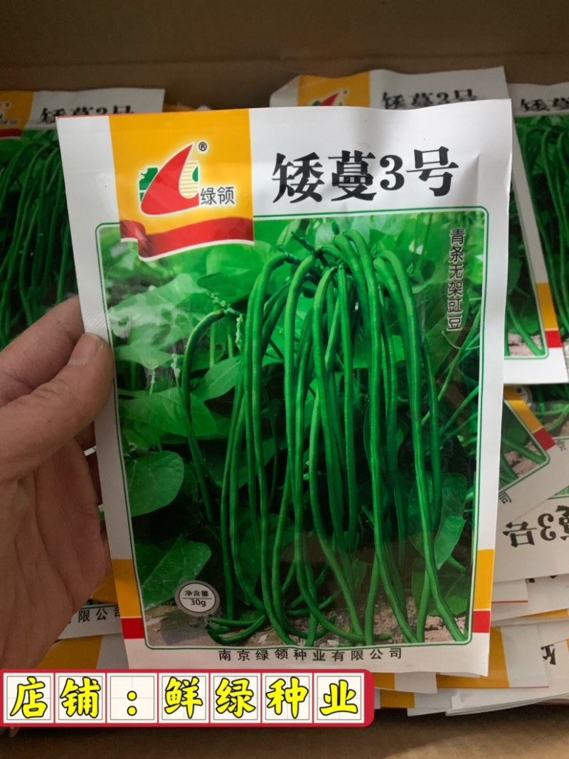 绿领矮蔓早无架豆早熟浅绿色长豇豆嫩荚肉厚