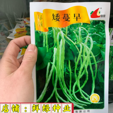 绿领矮蔓早无架豆早熟浅绿色长豇豆嫩荚肉厚