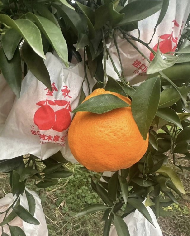 【精品】春见耙耙柑大量供应市场电商平台欢迎联系