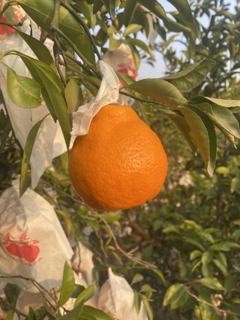 【精品】春见耙耙柑大量供应市场电商平台欢迎联系