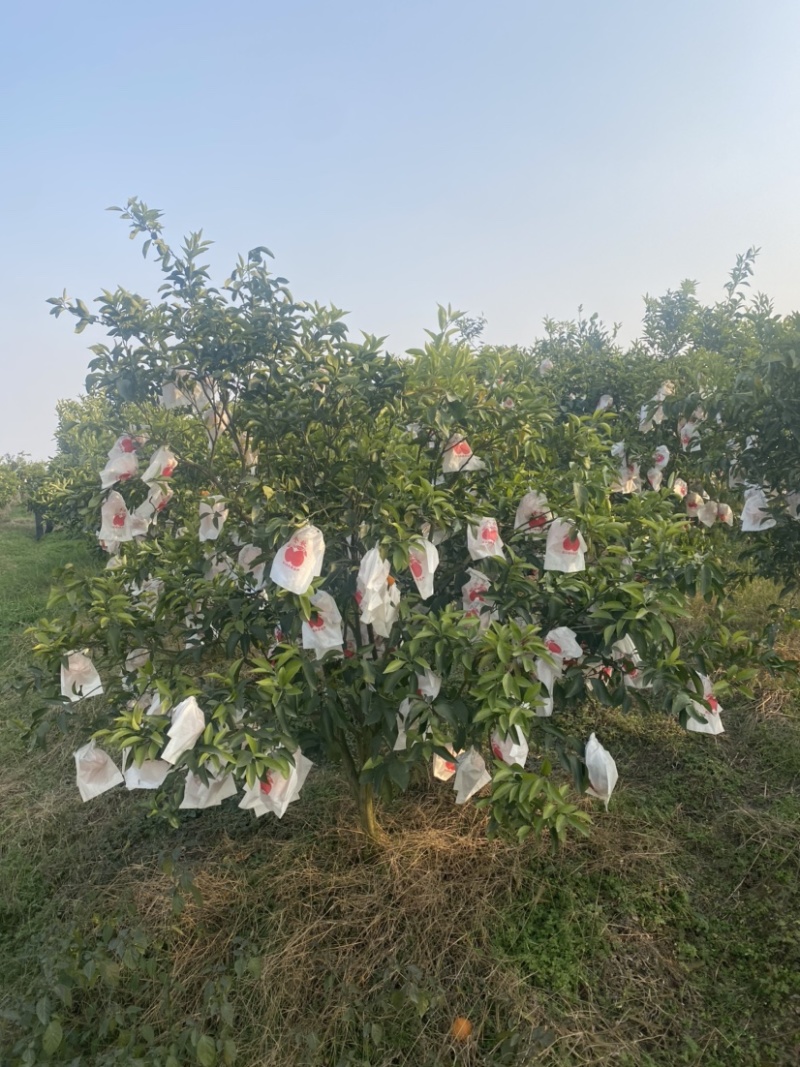 【精品】春见耙耙柑大量供应市场电商平台欢迎联系