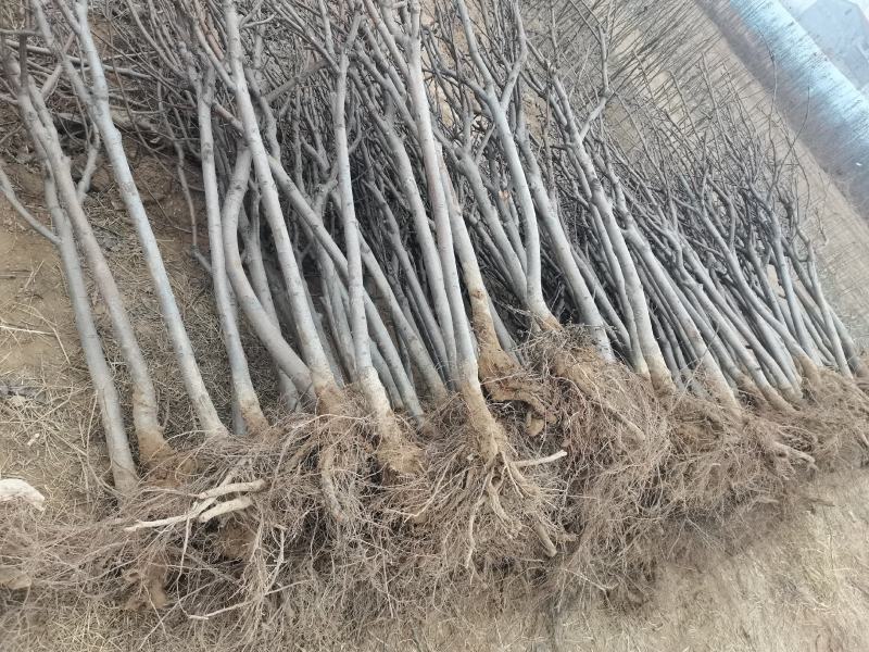 梨树苗酥梨树苗皇冠梨树苗翠冠梨翠玉梨树苗