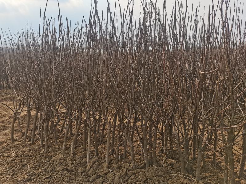 梨树苗酥梨树苗皇冠梨树苗翠冠梨翠玉梨树苗