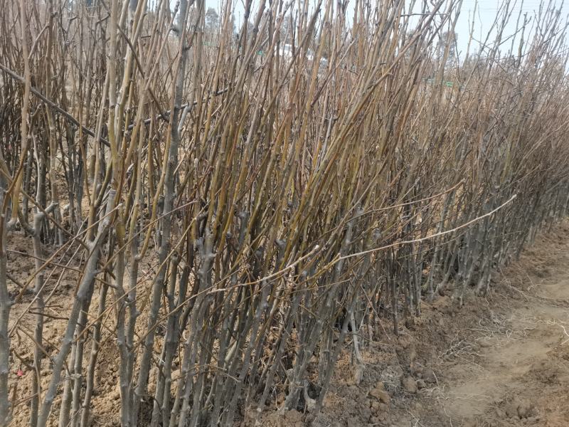 梨树苗酥梨树苗皇冠梨树苗翠冠梨翠玉梨树苗