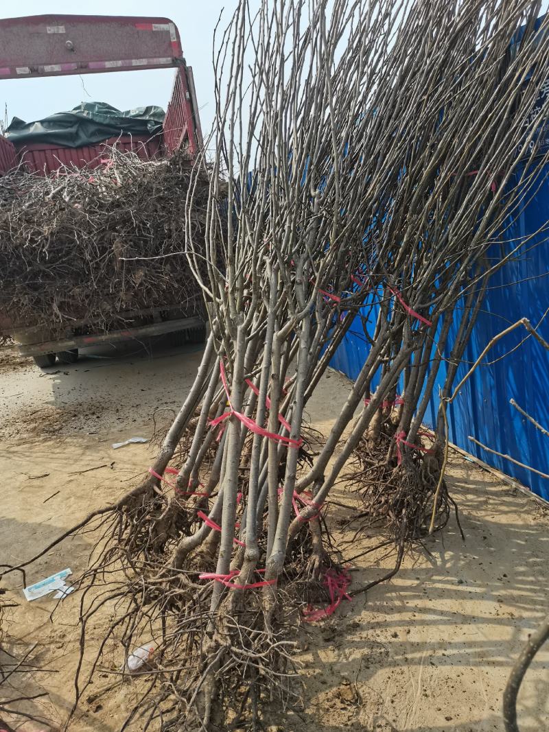 梨树苗酥梨树苗皇冠梨树苗翠冠梨翠玉梨树苗