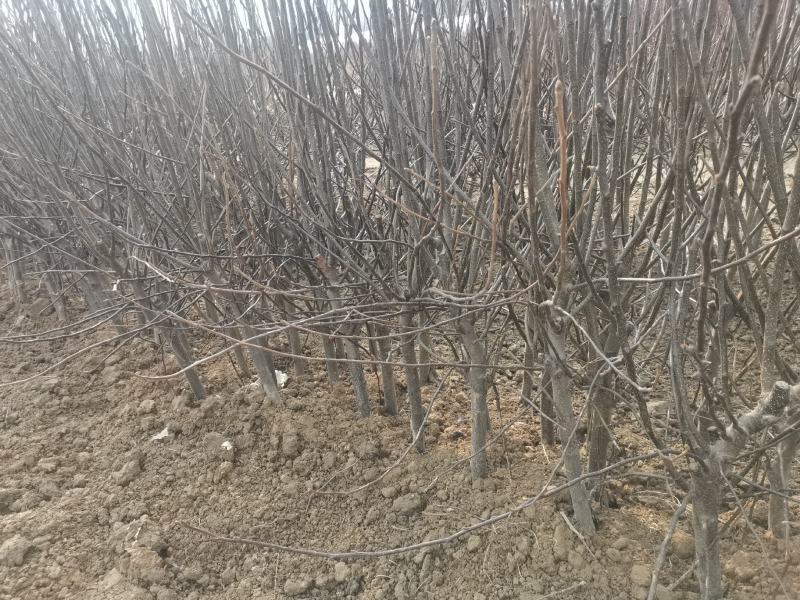 梨树苗酥梨树苗皇冠梨树苗翠冠梨翠玉梨树苗