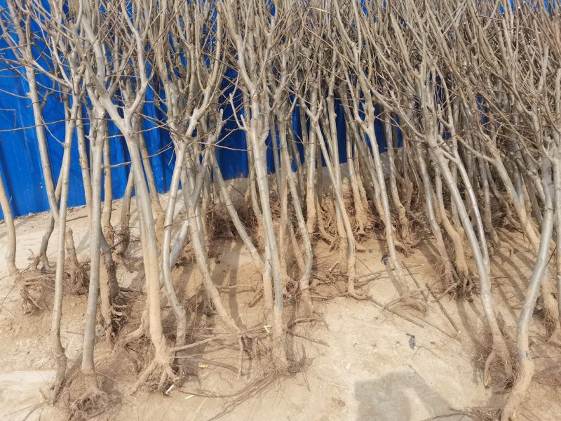 梨树苗酥梨树苗皇冠梨树苗翠冠梨翠玉梨树苗