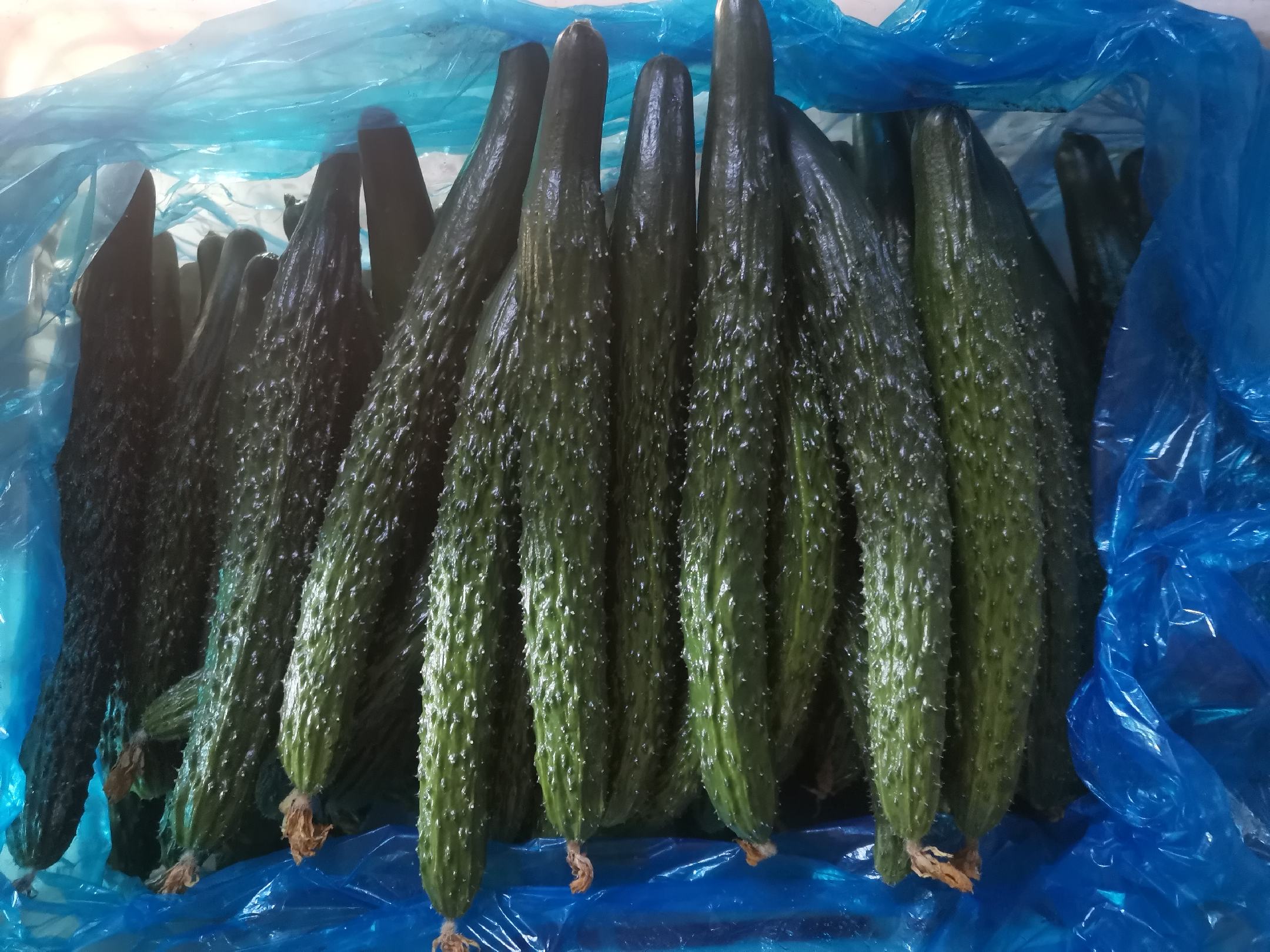 津优35号黄瓜特写