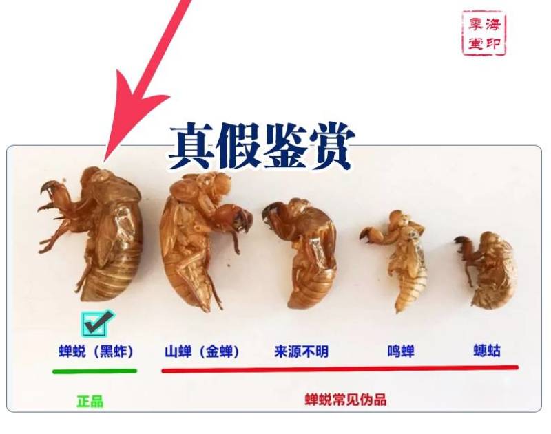 中药材蝉蜕知了皮500g蝉衣蝉壳虫包邮蜕虫退爬了猴壳金蝉