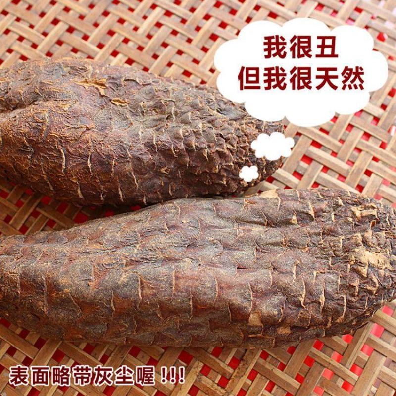 新疆于田特产大运（肉苁蓉）