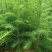 杉木苗