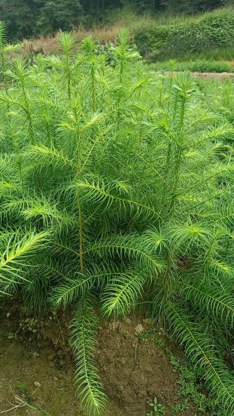 杉木苗