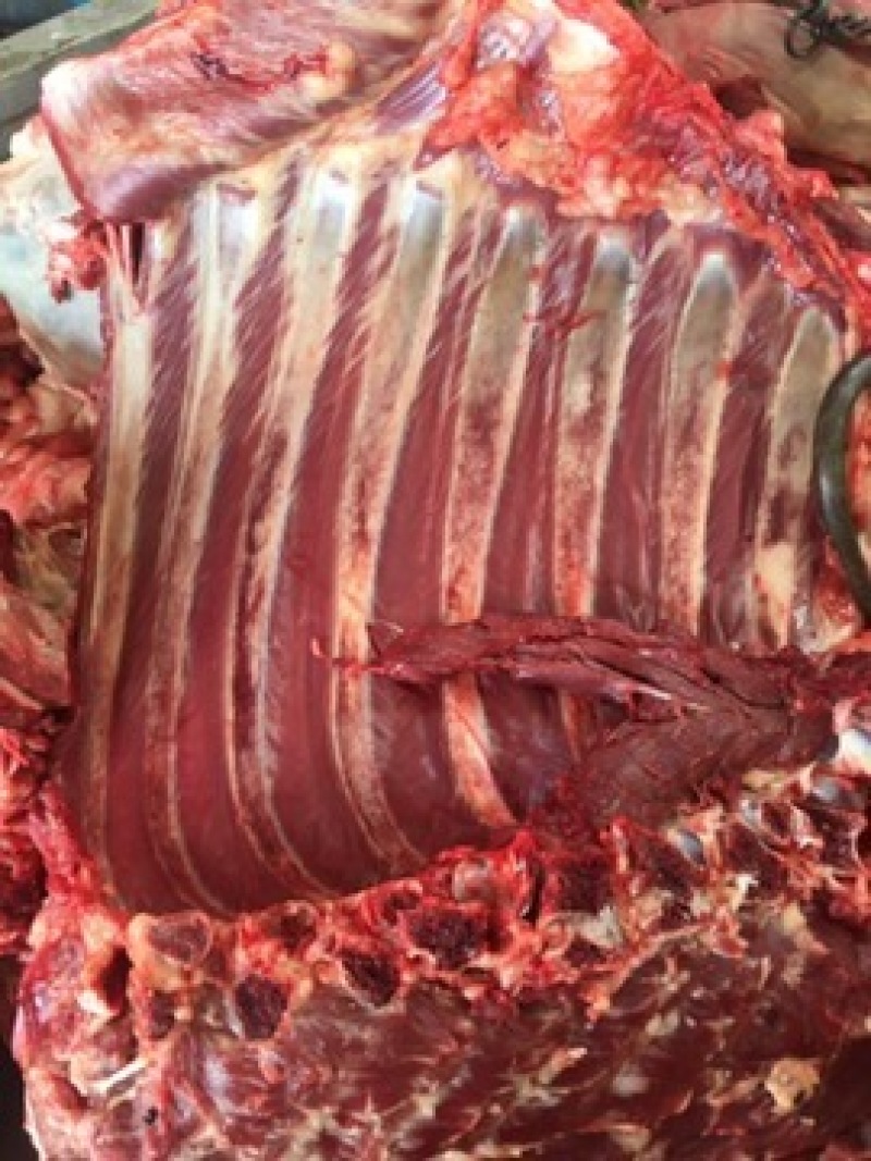 新鲜当天现杀活驴肉新鲜驴肉生驴肉