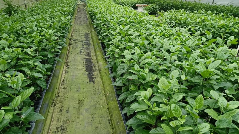 供应批发钦蜜九号百香果嫁接果苗钦九百香果嫁接苗