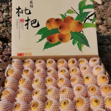 阳光米易早中枇杷上市中，皮薄肉厚，汁水多，甜度够，