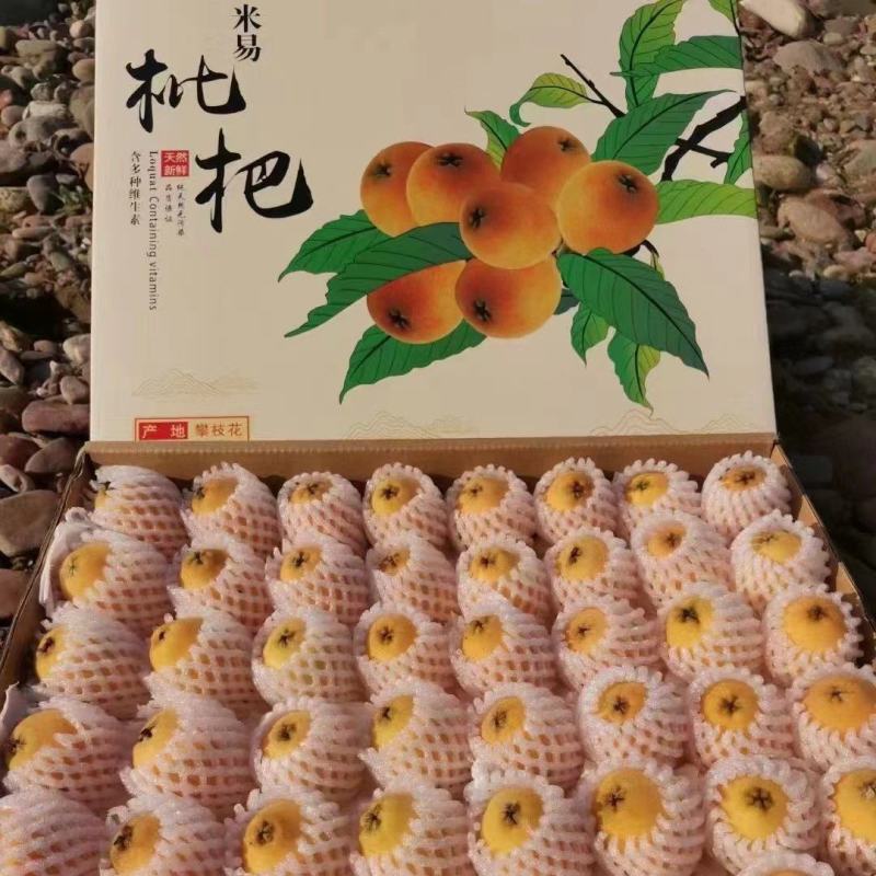 阳光米易早中枇杷上市中，皮薄肉厚，汁水多，甜度够，