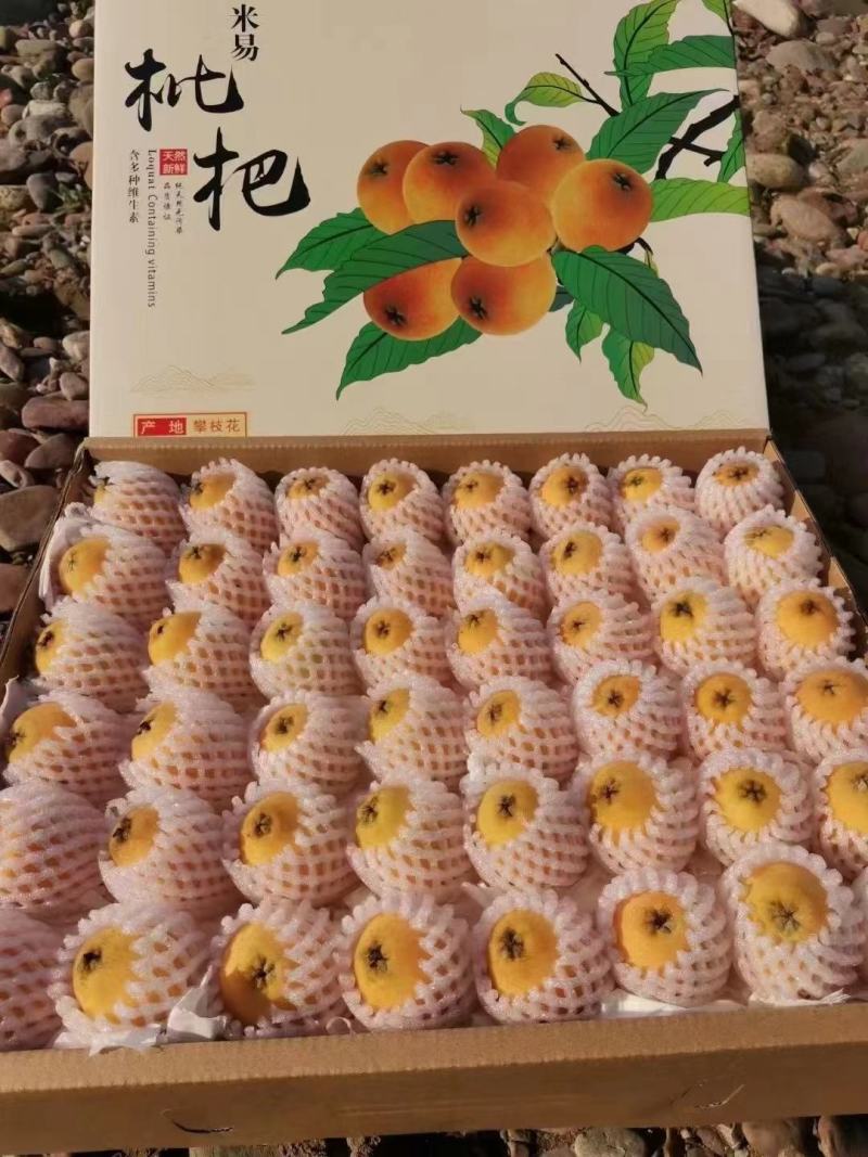 阳光米易早中枇杷上市中，皮薄肉厚，汁水多，甜度够，