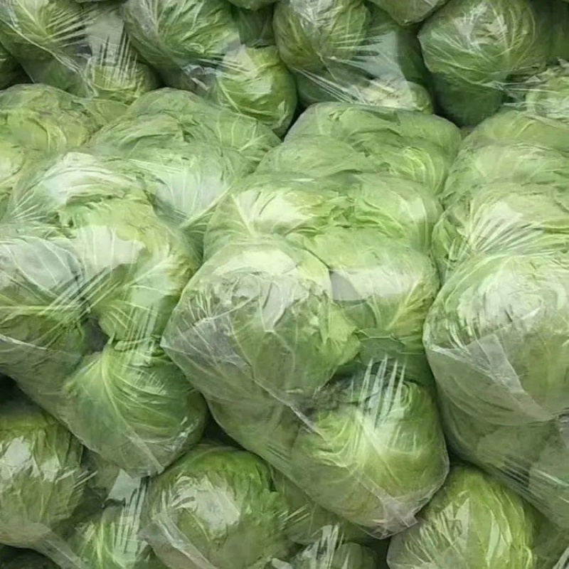 甘蓝优质甘蓝，大量有货，产地直供，供应加工