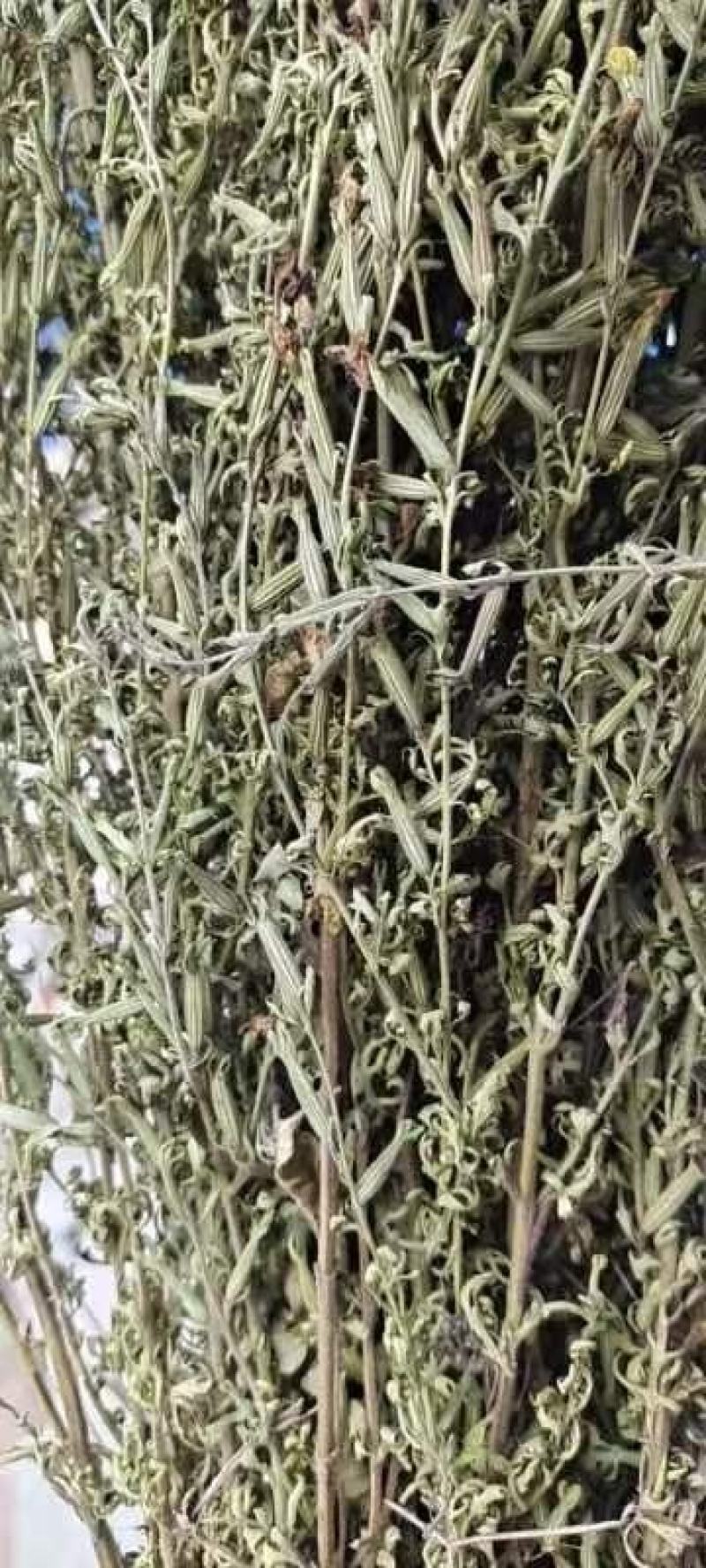 刘寄奴，北刘寄奴全棵十吨，饮片3吨，质量保证。包邮！！！