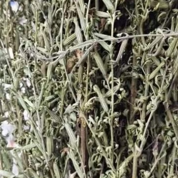 刘寄奴，北刘寄奴全棵十吨，饮片3吨，质量保证。包邮！！！
