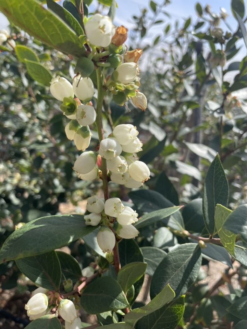 【蓝莓】云南露天优瑞卡蓝莓，预计12月～5月底，可采摘。