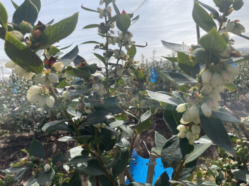 【蓝莓】云南露天优瑞卡蓝莓，预计12月～5月底，可采摘。