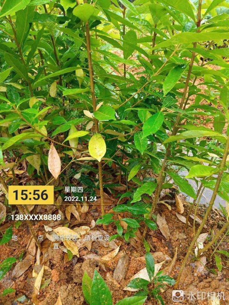 木荷裸根苗，产地直发，支持视频看货，货源充足