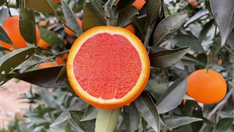 中华红血橙秭归血橙产地一手货源纯甜化渣实力供货