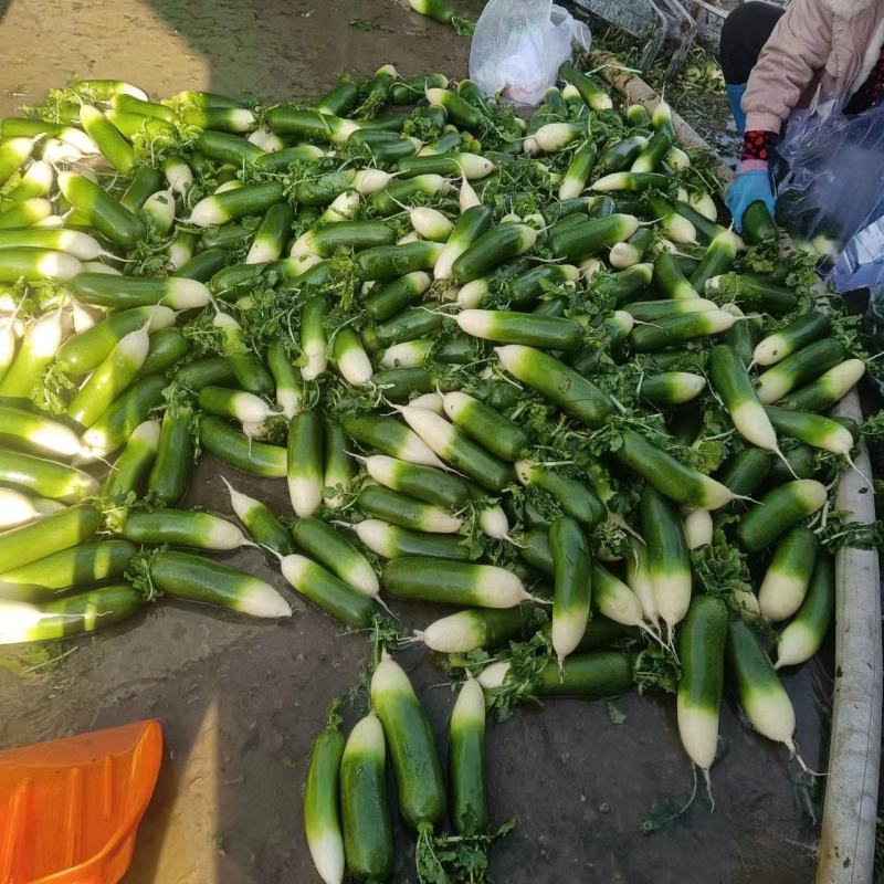 毛集镇萝卜，口感好，条形好，个头匀称，现己大量上市，