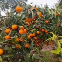 广西沃柑大量上市，口感好细皮色泽好实力代办欢迎来电