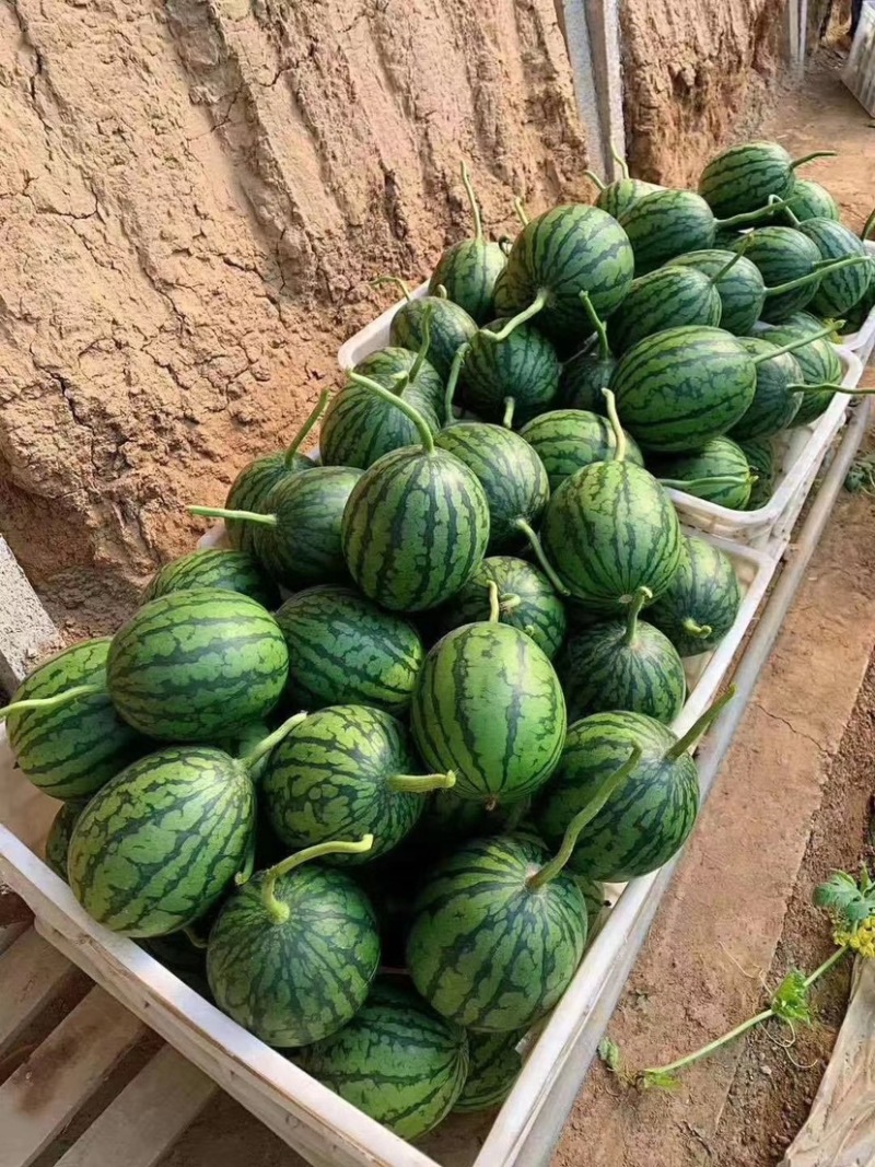 全美2K小吊瓜地爬瓜保质保量诚信经营