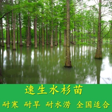 水杉苗水杉树素有活之称大水河边道路农田占地护坡多季常