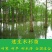 水杉苗水杉树素有活之称大水河边道路农田占地护坡多季常
