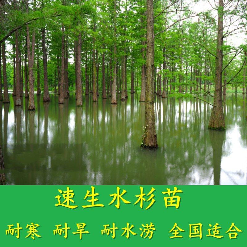 水杉苗水杉树素有活之称大水河边道路农田占地护坡多季常