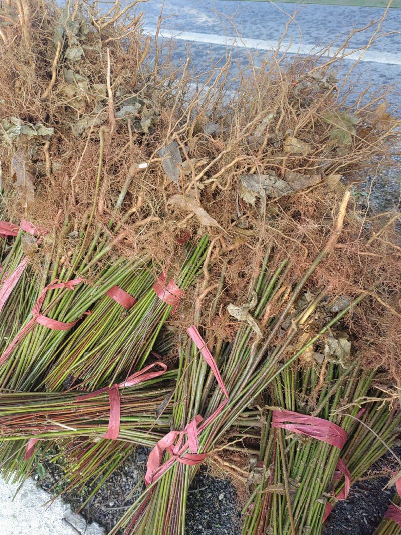 青枫小苗，青枫小苗全国发货，根系好，嫁接红枫，羽毛枫