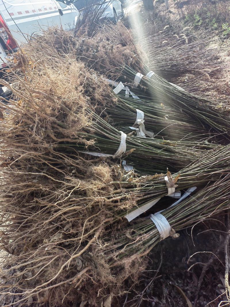 青枫小苗，青枫小苗全国发货，根系好，嫁接红枫，羽毛枫