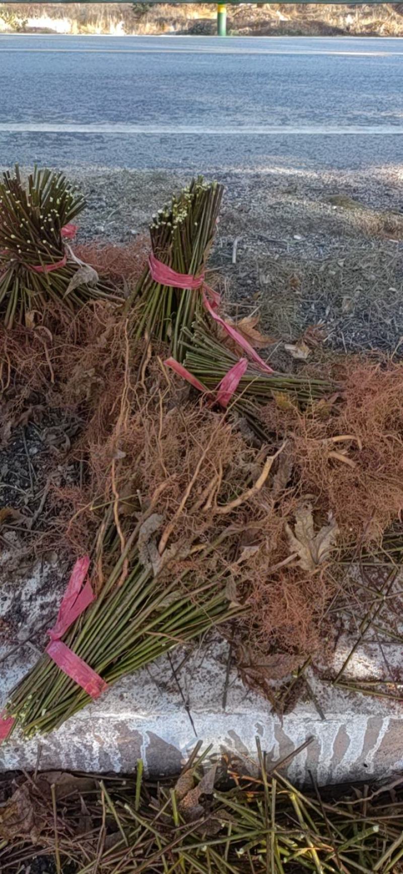 青枫小苗，青枫小苗全国发货，根系好，嫁接红枫，羽毛枫
