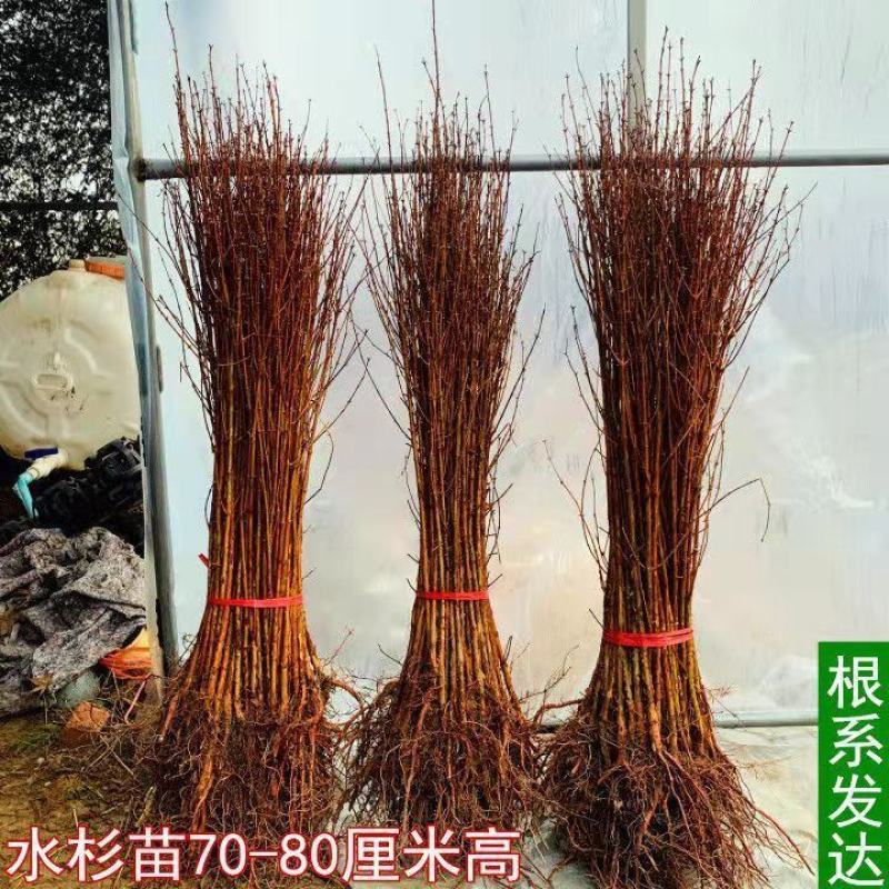 水杉苗水杉树素有活之称大水河边道路农田占地护坡多季常