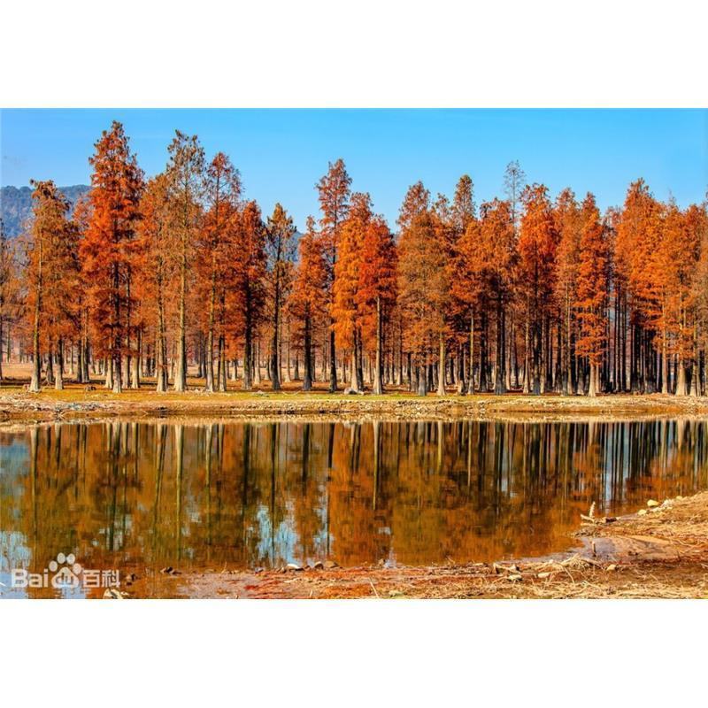 水杉苗水杉树素有活之称大水河边道路农田占地护坡多季常