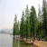 水杉苗水杉树素有活之称大水河边道路农田占地护坡多季常