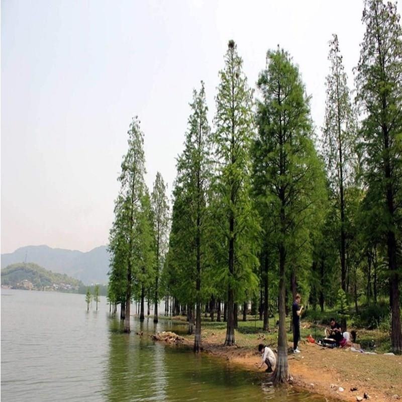 水杉苗水杉树素有活之称大水河边道路农田占地护坡多季常