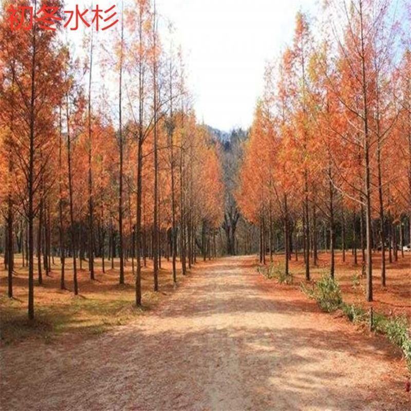 水杉苗水杉树素有活之称大水河边道路农田占地护坡多季常