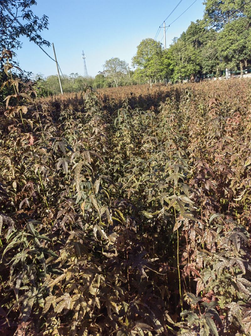 青枫小苗，青枫小苗全国发货，根系好，嫁接红枫，羽毛枫