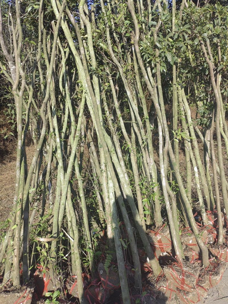 3公分杜英，光杆杜英批发，