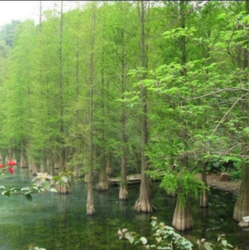 水杉苗水杉树落羽杉池杉树苗河边道路农田占地护坡四季常青杉