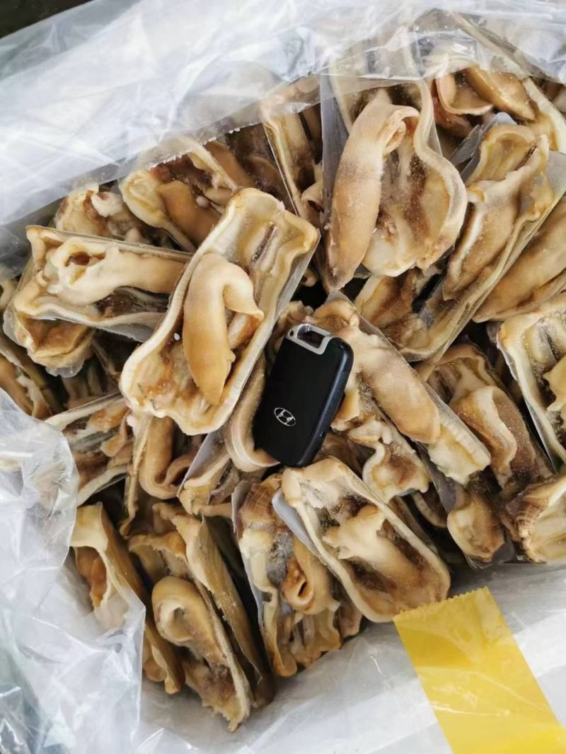 开口蛏子，无沙个头大，肉质饱满鲜美，常年有货，欢迎咨询。