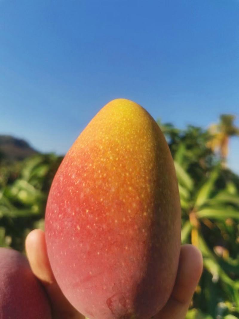 树上熟贵妃精品货